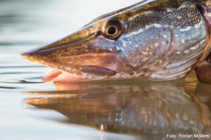 Hecht, Foto: Florian Möllers