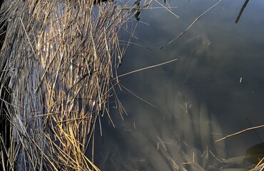 Frisch markierte Hechte mit Fähnchenmarke an der Rückenflosse im Hafenbecken; Foto: Dominique Niessner