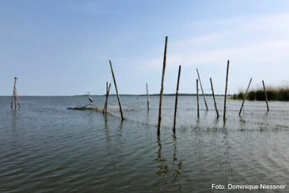 Fischreuse mit Graureiher, Foto: Dominique Niessner