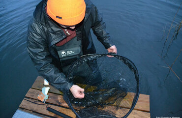 Hecht in Kescher wird untersucht, Foto: Dominique Niessner