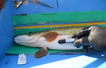 Hecht mit internen Peilsender, Foto: Robert Arlinghaus