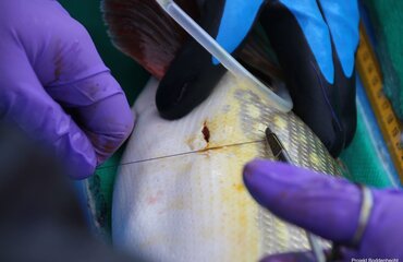 Hecht wird Peilsender implantiert