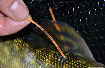 Hecht mit Markierungen an Rückenflosse, Foto: Dominique Niessner