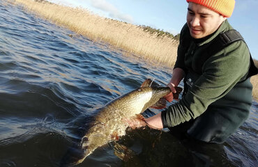 Besenderter Boddenhecht wird freigelassen, Foto: Philipp Czapla
