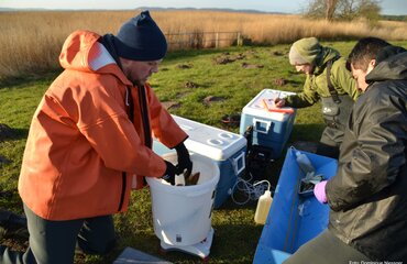 Boddenhecht Untersuchung, Foto:Dominique Niessner