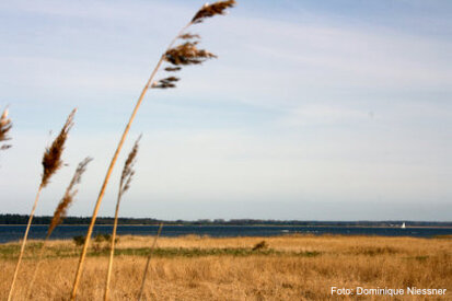 Schilfgürtel und Bodden, Foto: Dominique Niessner
