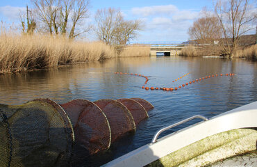 Bügelreuse, Foto: Dominique Niessner