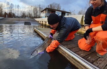 Besendertet Boddenhecht wird zurückgesetzt, Foto: Philipp Czapla