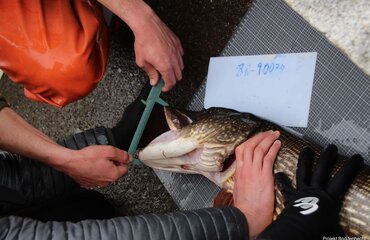 Bei einem Hecht wird die Maulgröße gemessen