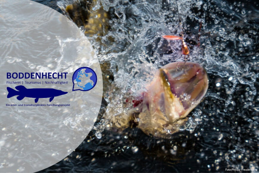 Boddenhecht, Hecht am Haken, Foto: Philipp Freudenberg