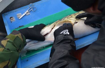 Hecht wird Peilsender implantiert