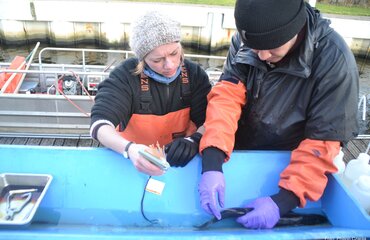 Hecht wir mit einer Fähnchenmarke an der Rückenflosse markiert