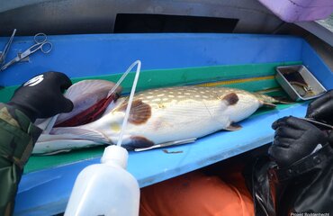 Hecht wird Peilsender implantiert