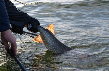 Hecht wird zurückgesetzt; Foto: Philipp Czapla