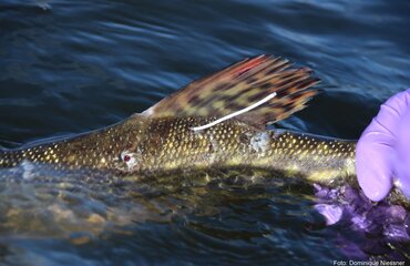 Markierter Hecht mit Sender im Wasser, Foto: Dominique Niessner