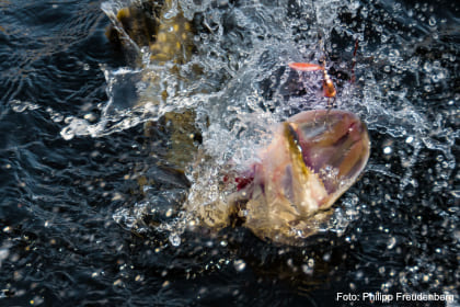 Hecht am Haken, Foto: Philipp Freudenberg