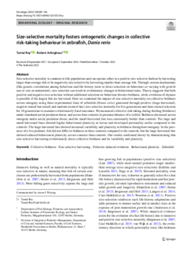 Size-selective harvesting foster changes in collective risk-taking behaviour through ontogenetic changes in zebrafish, Danio rerio